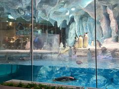 -帝企鹅自助餐厅•儿童岛•真企鹅(长隆企鹅酒店)