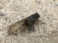 -北京鹫峰国家森林公园