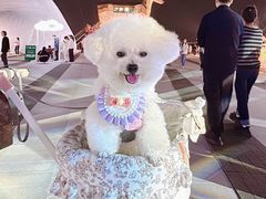 -艾吉宠物医院·疑难杂症转诊中心·猫友好(碧江路院)