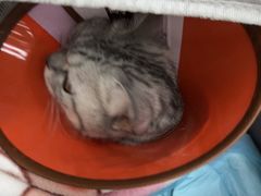 -守诺宠物医院·眼科· 神经外科·爬宠专科(虹口店)