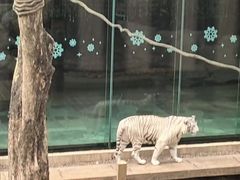 -麒麟中餐厅·经典粤菜·地道菜式老字号(广州长隆酒店)