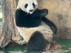 -成都动物园