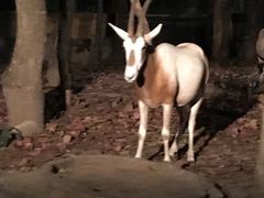 -清迈夜间动物园