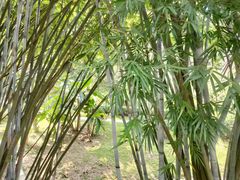 -火炉山森林公园