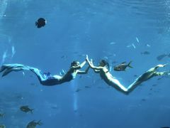 -瑞德姆美人鱼海底演艺主题餐厅(亚龙湾店)
