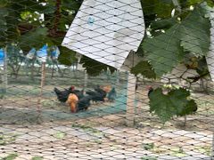 -马陆小张葡萄园农家乐