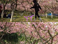 -白塘生态植物园