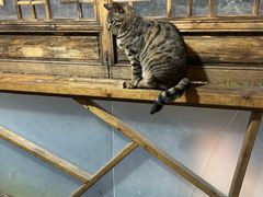 -小小饭店·休闲农庄·安吉松树林里的农家菜