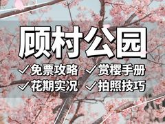-顾村公园
