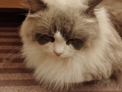 -MOCHA明星猫咖(田子坊店)