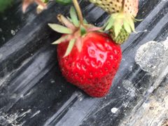 -青浦采草莓天天草莓园