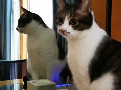 -御宝贝·A梦猫科宠物医院(国际猫友好医院)