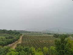 -北京张裕爱斐堡酒庄