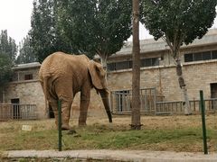 -石家庄市动物园