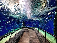 -上海海洋水族馆