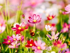 -香蜜公园