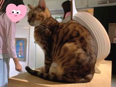 -more than meow吴止猫主题餐厅(承德 中船汇店)