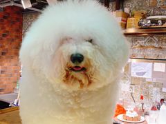 -more than meow吴止猫主题餐厅(承德 中船汇店)