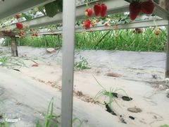 -青浦采草莓天天草莓园