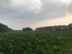 -白渔泡湿地公园