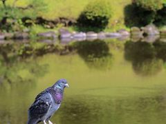 -水前寺成趣园