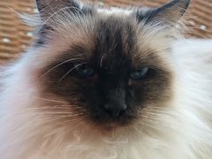 -藏猫猫咖啡主题馆(中央大道店)