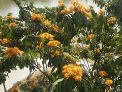 -东莞植物园