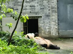-都江堰中华大熊猫苑