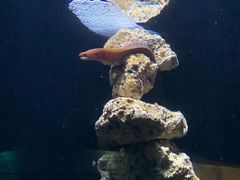 -悉尼海洋生物水族馆