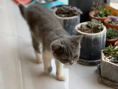 -吉丁鸟咖·异宠·寄养