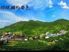 -龙坞茶村