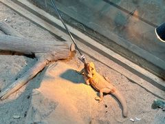 -上海大自然野生昆虫馆(东方明珠·爬宠昆虫探索中心)