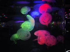 -重庆欢乐海底世界