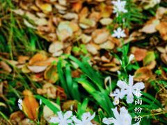 -凤栖山