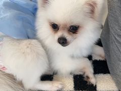 -怪兽屋·羊驼·猫咖·狗咖(俊华广场店)