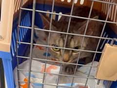 -瑞派康怡24h宠物医院·犬猫医疗中心·微创绝育(瑞景分院)