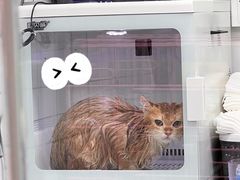 -唐小姐の猫狗洗护·购宠旗舰店(周浦万达店)