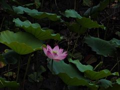 -荔湾湖公园