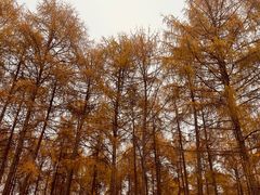 -硗碛藏寨·神木垒景区