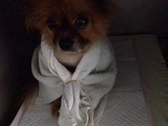 -半岛宠物医院24小时(科华中路店)