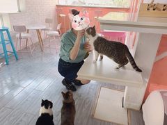 -喵屿·大理花园猫咖