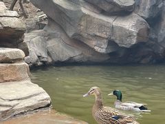 -燕塞湖鸟语林景区