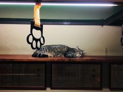 -猫咪博物馆(顶澳仔猫街店)