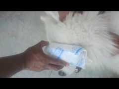 -趣玩宠物乐园寄养训犬训狗游泳池