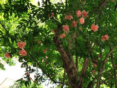 -四川农业大学(雅安校区)