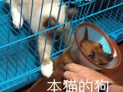 -翊宠yipet猫狗购宠庄园犬舍•猫舍