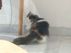 -楼上猫咖(罗湖店)