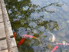 -湘力力小院·鱼汤泡饭(枫林路店)