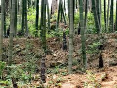 -莫干山风景区