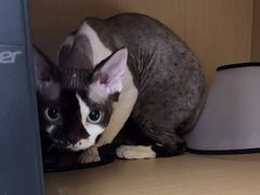 -瑞派康怡24h宠物医院·犬猫医疗中心·微创绝育(瑞景分院)